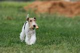 FOX TERRIER 663